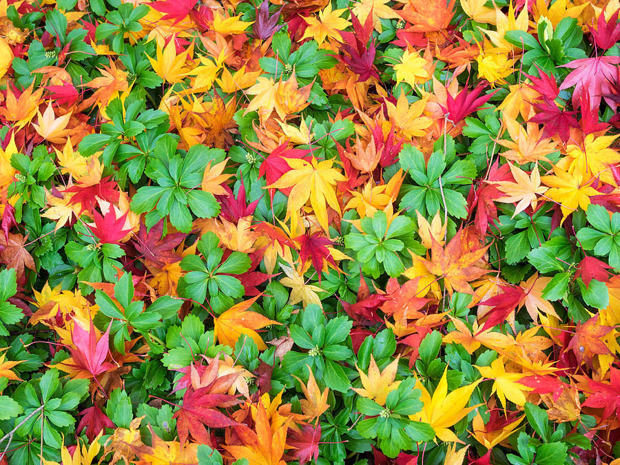 Colorful fall leaves and pachysandra Photograph by Marianne Campolongo