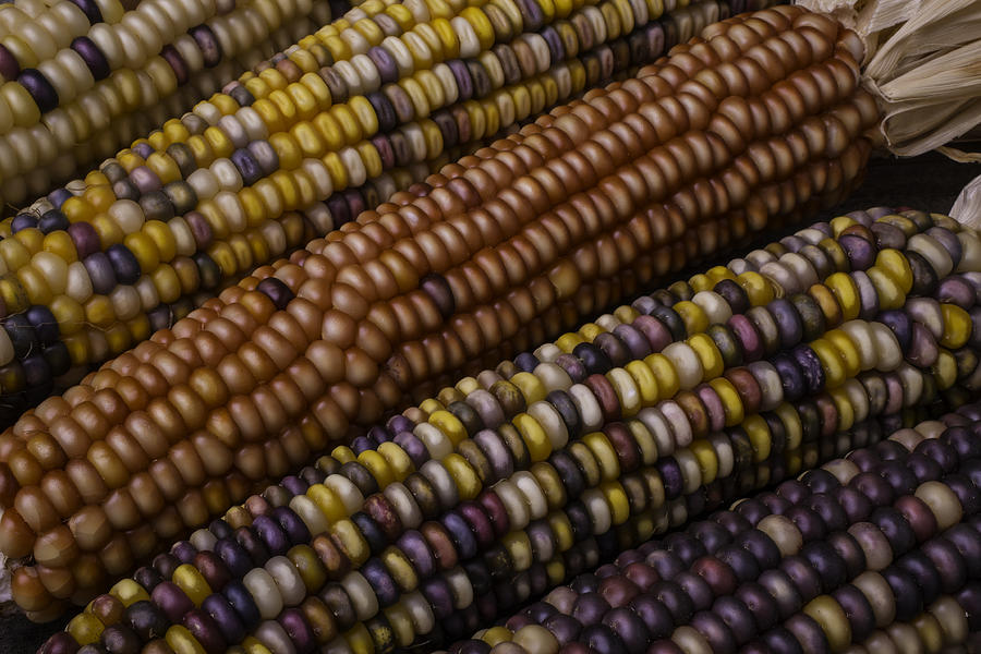 Fall Photograph - Colorful Indian Corn #1 by Garry Gay