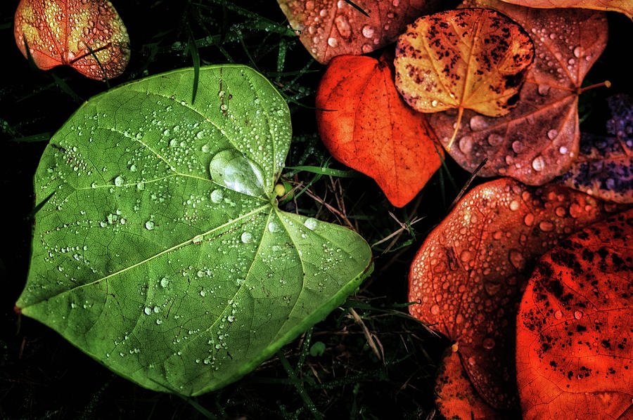 Colorful Leaves #1 Photograph by Martin Hardman