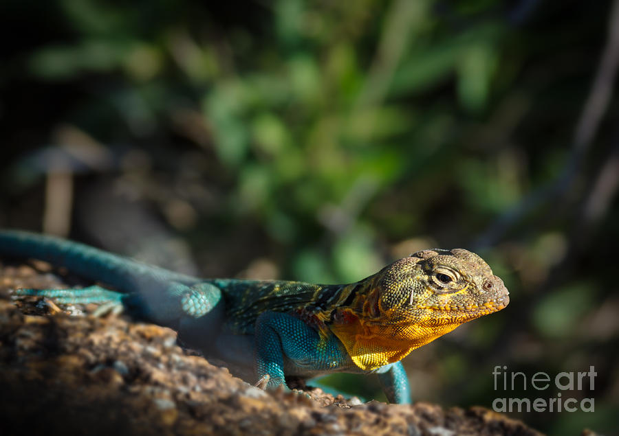 Colorful Lizard #2 Photograph by Richard Smith