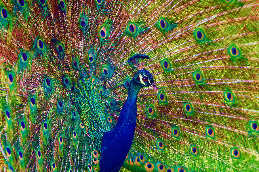 Colorful Peacock #1 Photograph by Jerry Gammon