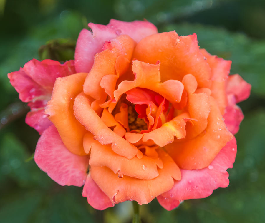 Colorful Rose #1 Photograph by Jane Luxton