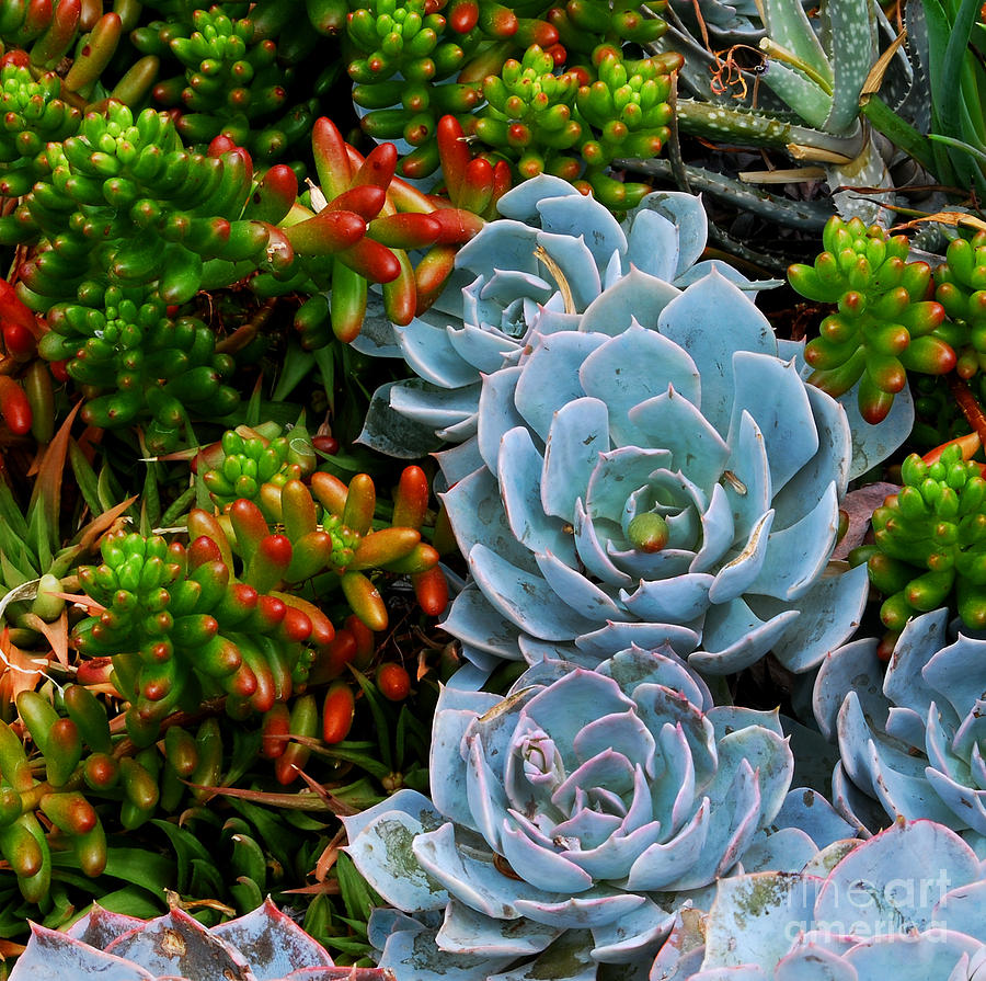 Colorful Succulents #1 Photograph by Nancy Mueller
