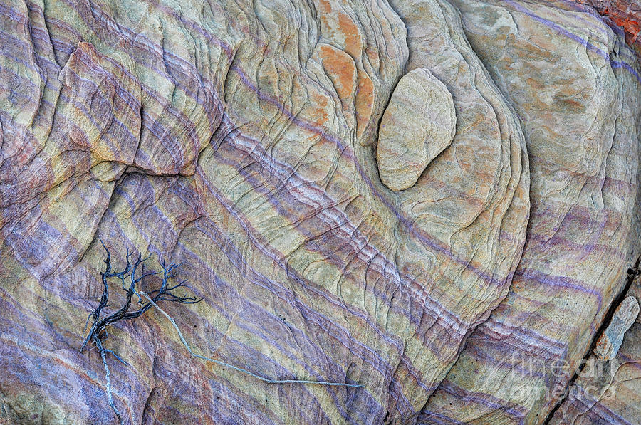 Colorful Textured Sandstone Rock - Valley Of Fire Photograph