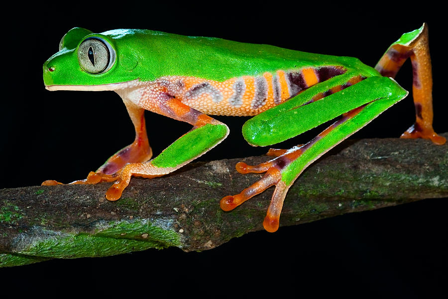 Jungle Photograph - Colorful Tree Monkey Frog #1 by Dirk Ercken