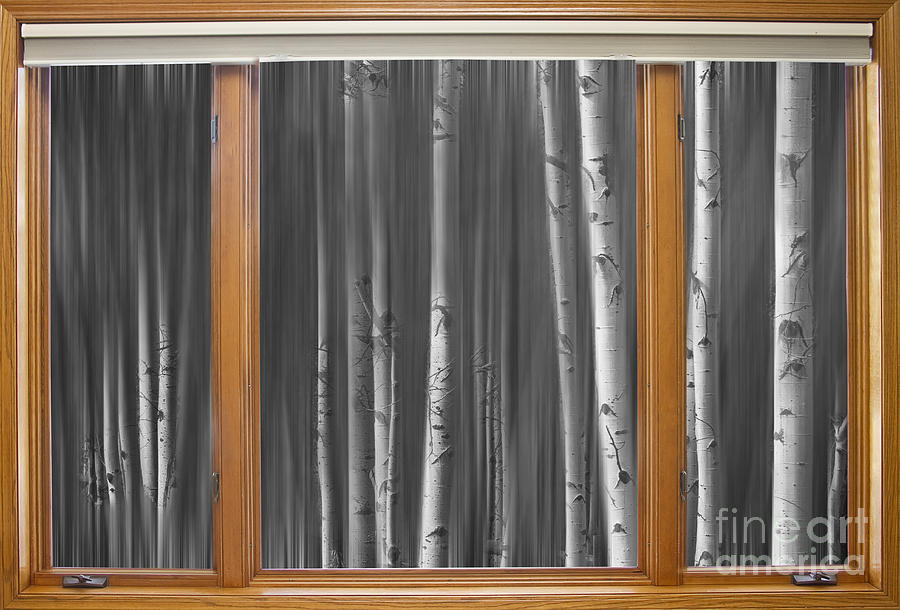 BW Surreal Forest Dream Classic Wood Window View  Photograph by James BO Insogna