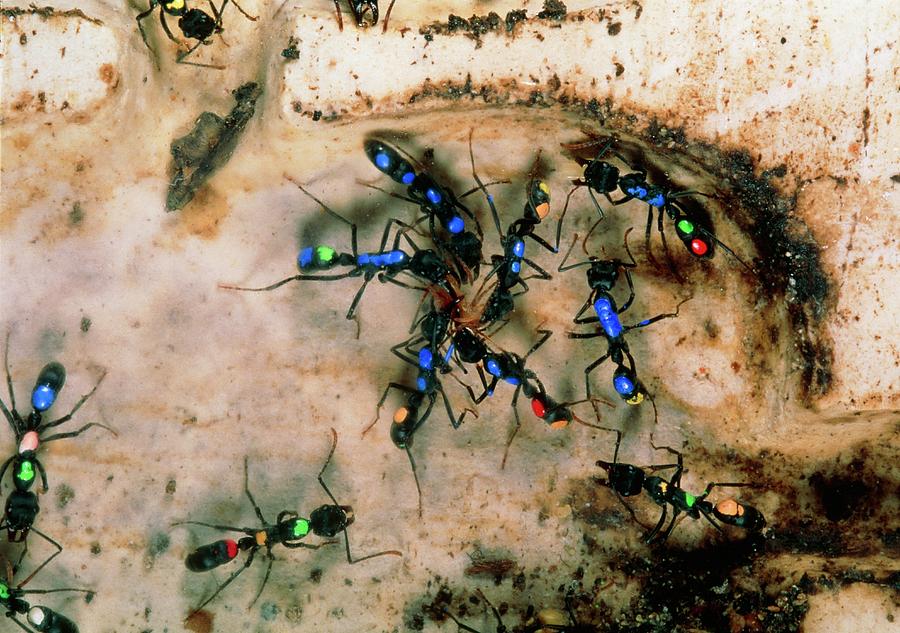 Colour-coded Ants In An Artificial Nest #1 Photograph by Pascal Goetgheluck/science Photo Library