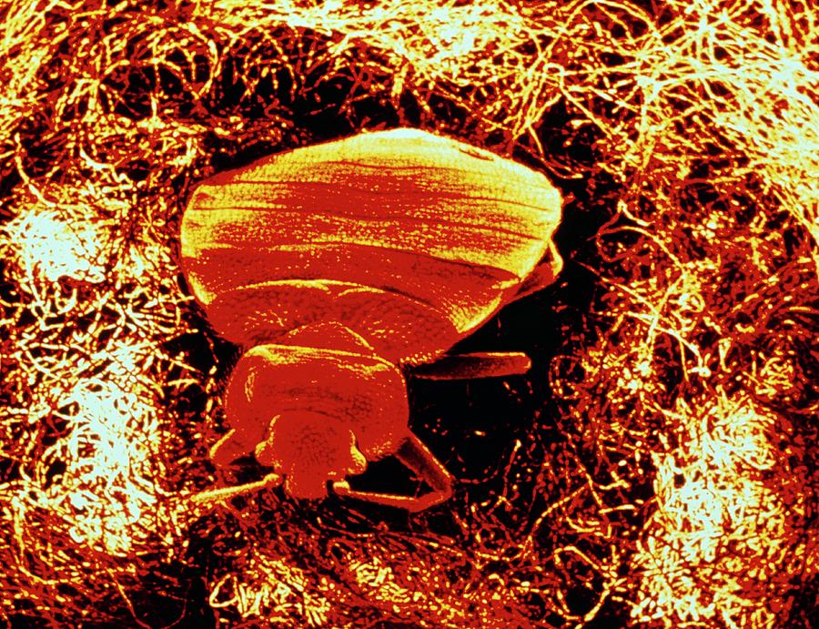 Coloured Sem Of Bed Bug Emerging From Mattress. #1 Photograph by Cath Wadford/science Photo Library