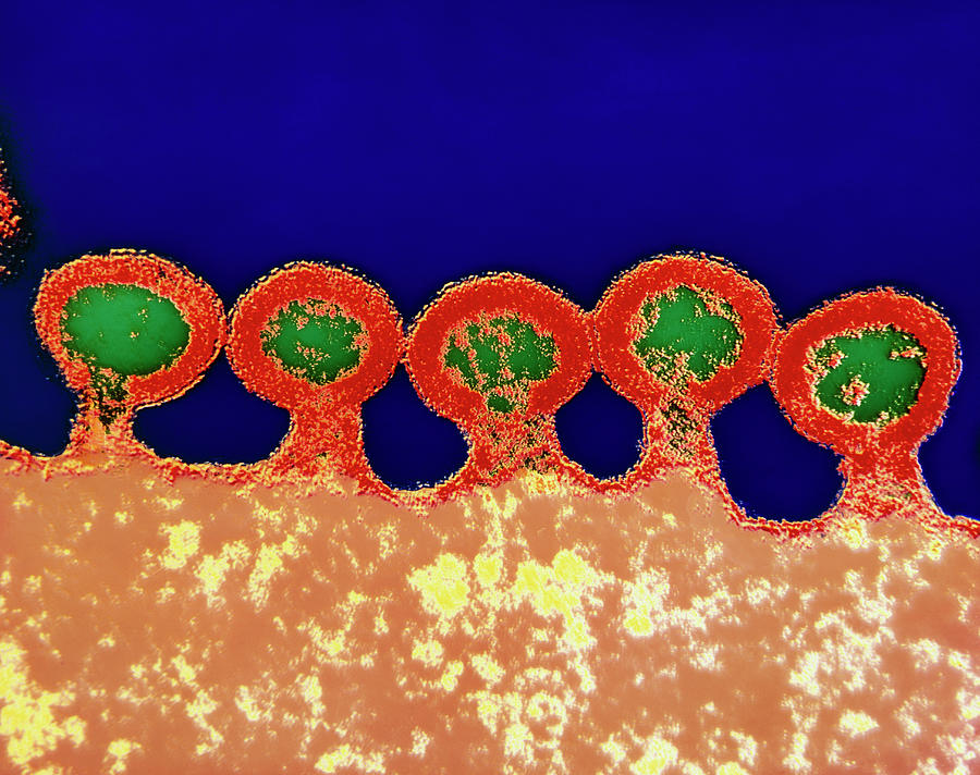 Coloured Tem Of Hiv Viruses Budding From Host Cell #1 Photograph by Nibsc/science Photo Library