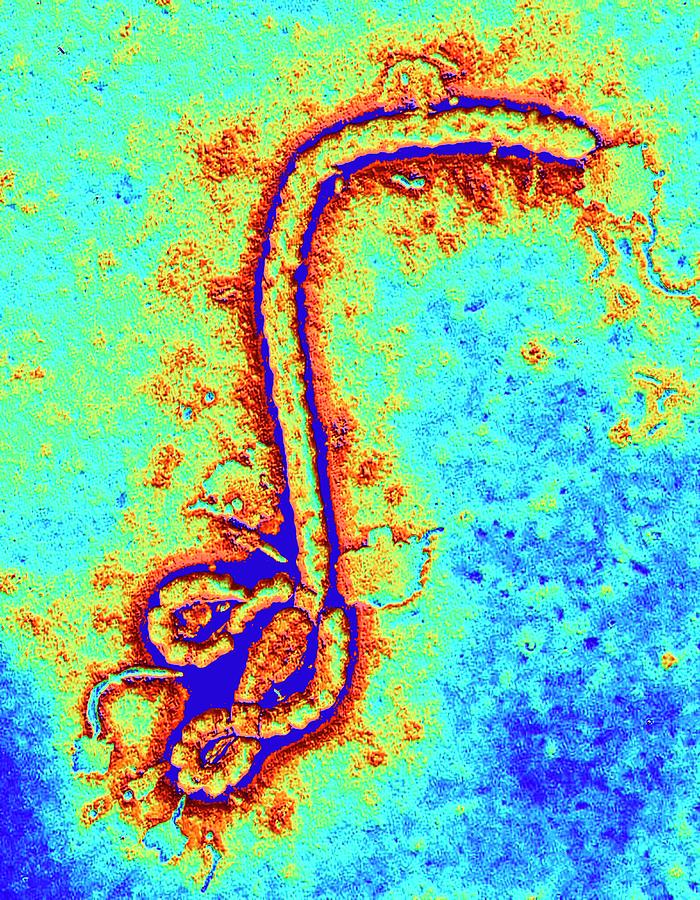Coloured Tem Of The Ebola Virus #1 Photograph by Pasieka