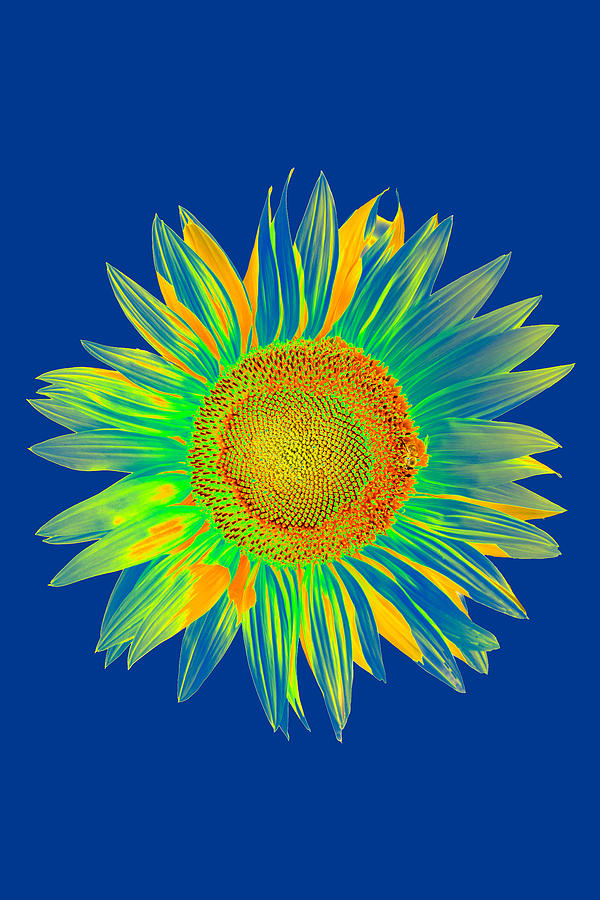 Colourful Sunflower #1 Digital Art by Roy Pedersen