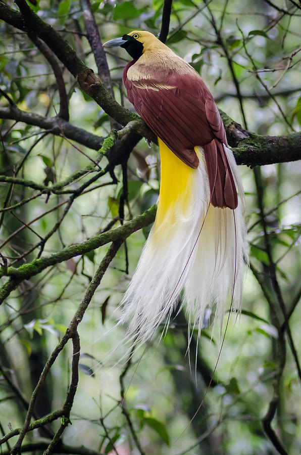 Bird of Paradise Photograph by Prashant Sethi | Pixels