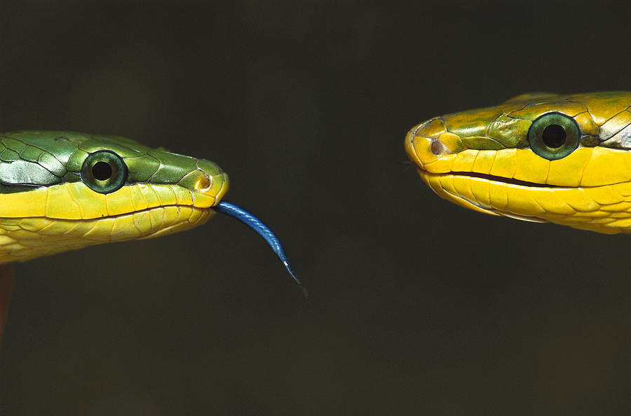 Colubrid Snakes Meeting #1 Photograph by Heidi & Hans-Juergen Koch