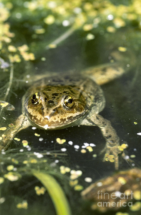 Columbia Spotted Frog #1 Photograph by William H. Mullins