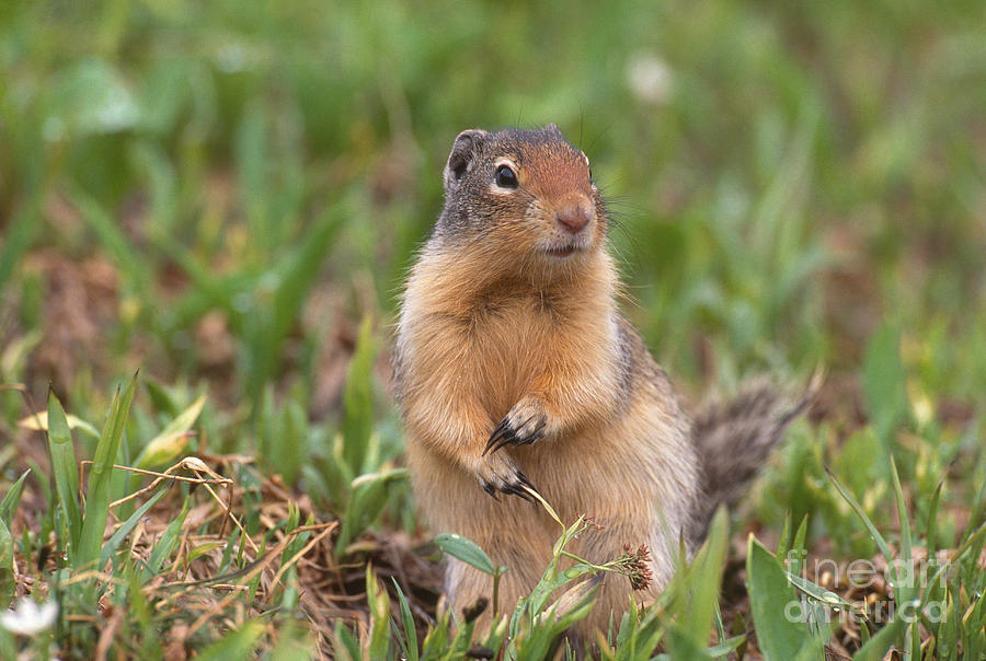 Squirrel Photograph - Columbian Ground Squirrel #1 by Art Wolfe