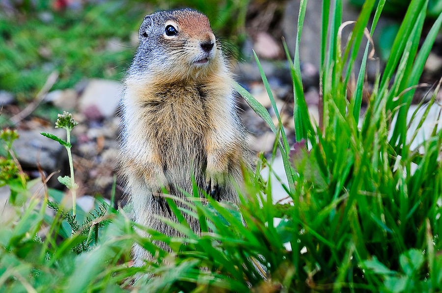 Brown Photograph - Columbian Ground Squirrel by Don and Bonnie Fink Brown Photograph - Columbian Ground Squirrel by Don and Bonnie Fink