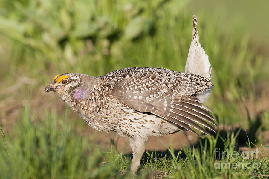 Nature Photograph - Columbian Sharp-tailed Grouse Breeding #1 by William H. Mullins