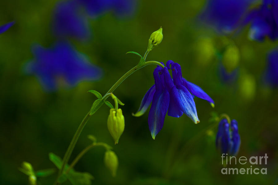 Columbine #2 Photograph by Barbara Schultheis