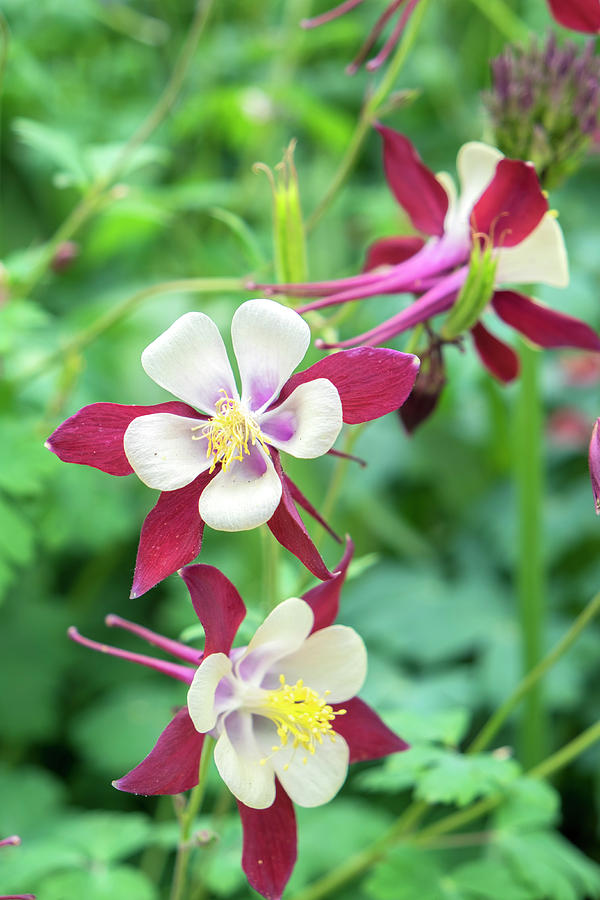 Columbine Flowers, USA Photograph by Lisa S. Engelbrecht