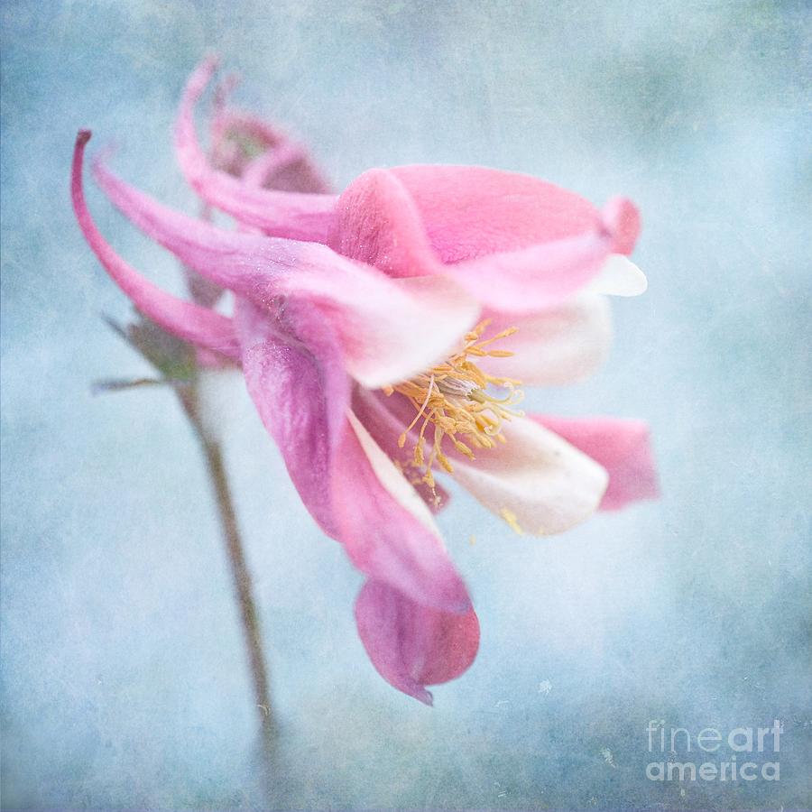 Flower Photograph - Columbine #1 by Priska Wettstein