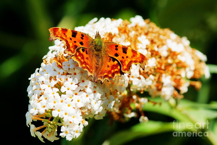 Comma Butterfly #1 Photograph by David Birchall