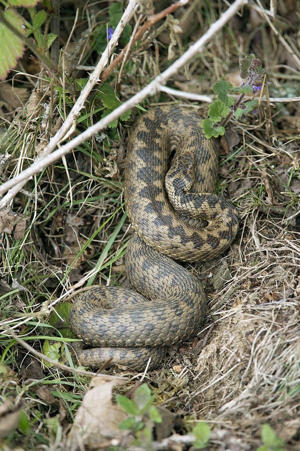 Common adder Photograph by Science Photo Library | Fine Art America