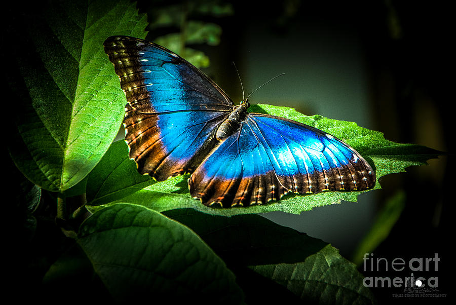 Common Blue Morpho Moth #1 Photograph by Grace Grogan