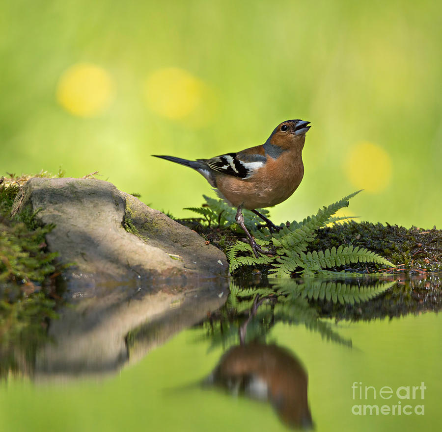 Finch Photograph - Common Chaffinch Fringilla coelebs male #2 by Louise Heusinkveld