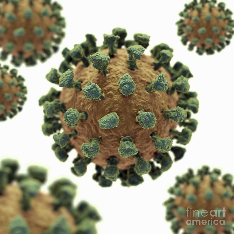 Common Cold Virus #1 Photograph by Science Picture Co