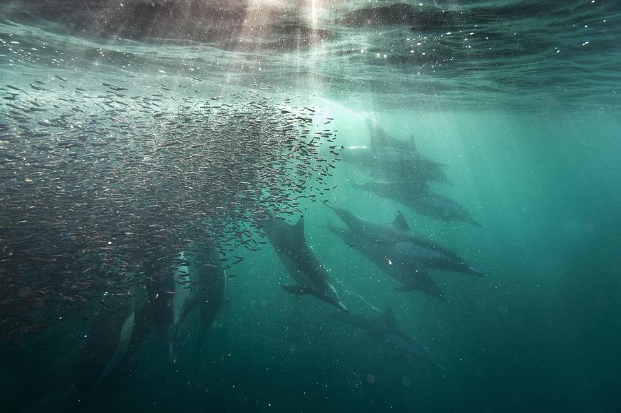 common dolphin fish