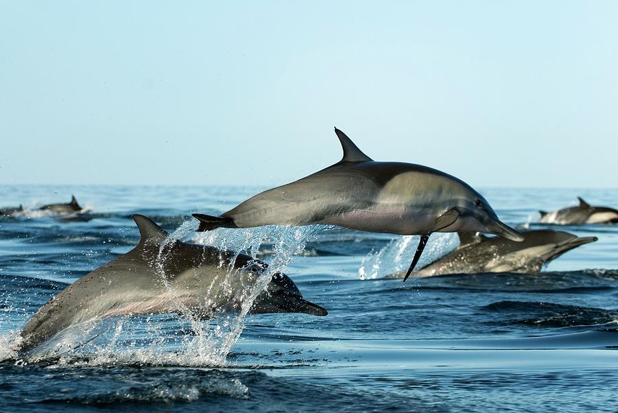 Common Dolphins Leaping Photograph by Christopher Swann/science Photo ...