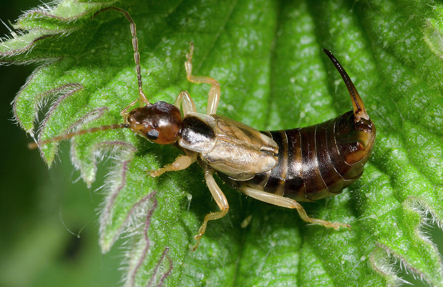 Common Earwig Photograph by Nigel Downer