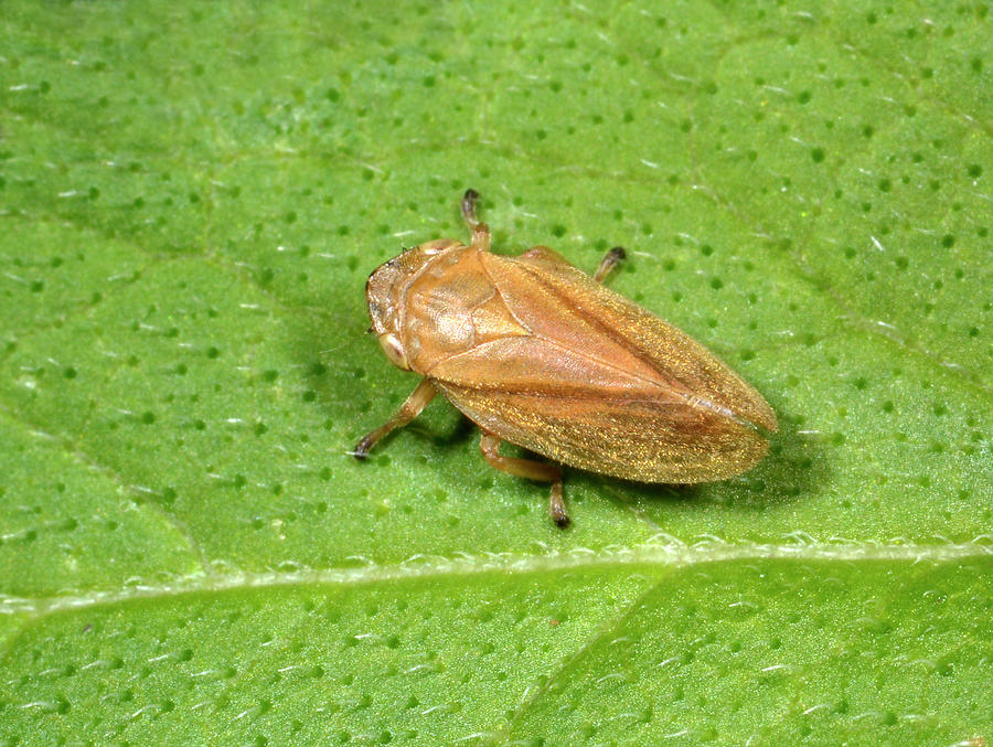 Common Froghopper #1 Photograph by Nigel Downer