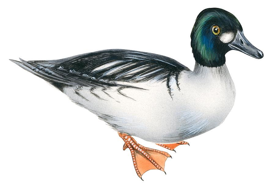 Common goldeneye Drawing by Anonymous
