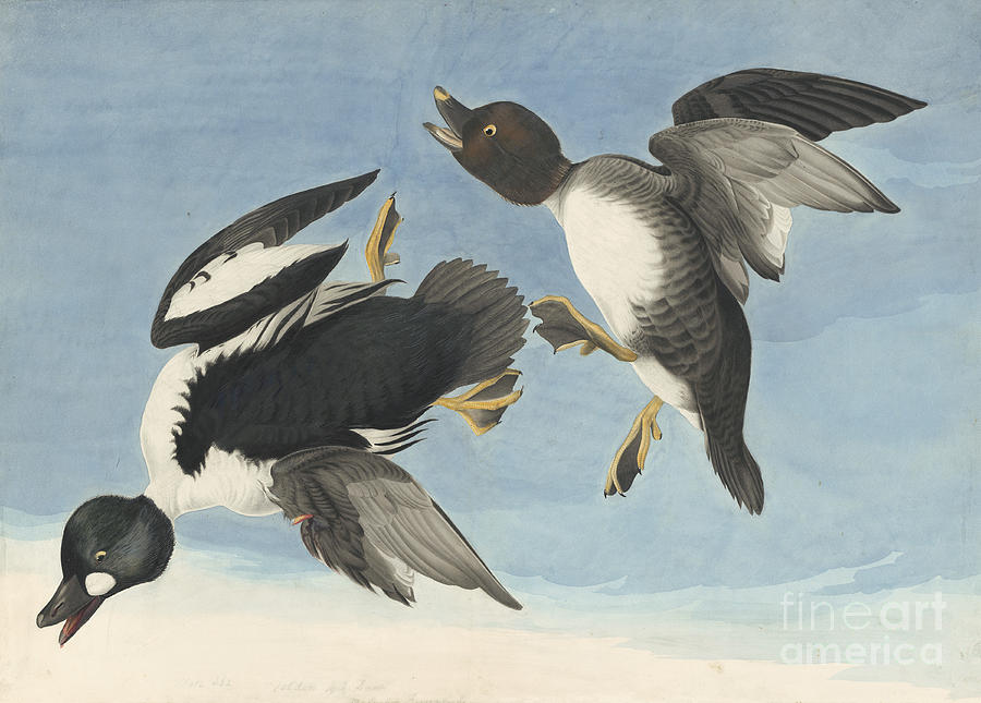 Common Goldeneye #1 Drawing by Celestial Images