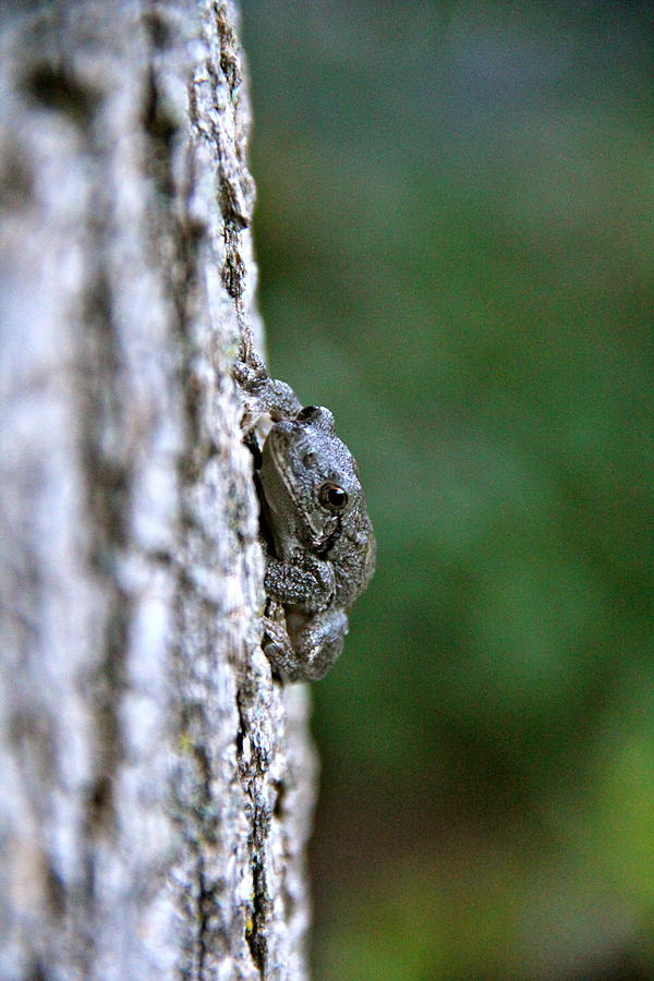 Common Gray Treefrog 5 Photograph by Adam Kimpton - Fine Art America