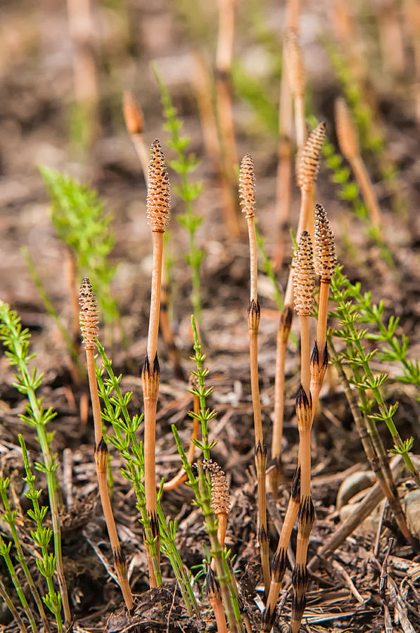 Common Horsetail Photograph by Richard Leighton Fine Art America