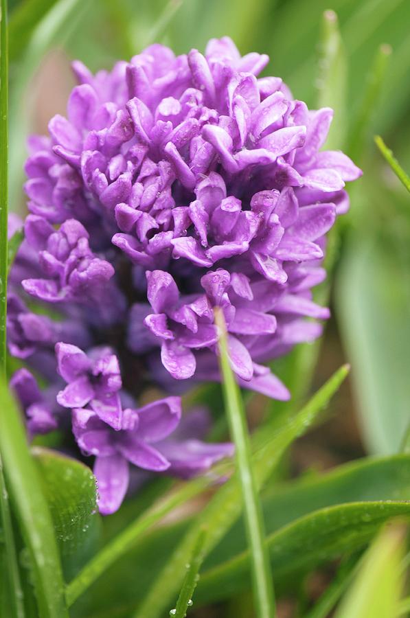 Common Hyacinth (hyacinthus Orientalis) In Flower Photograph by Maria ...