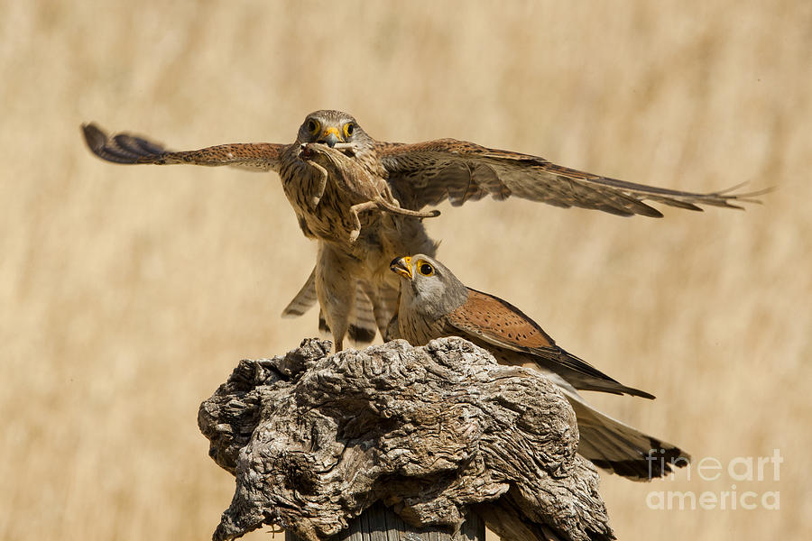 Common kestrel Falco tinnunculus #1 Photograph by Eyal Bartov