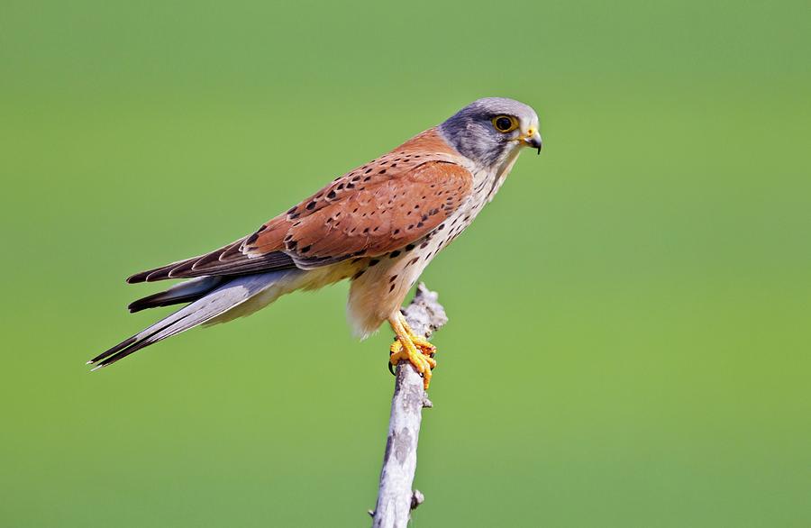 Common Kestrel On A Branch #1 Photograph by John Devries/science Photo Library