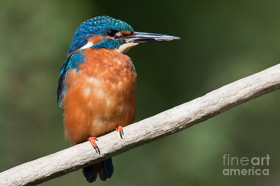 Common Kingfisher #1 Photograph by Andreas Marx