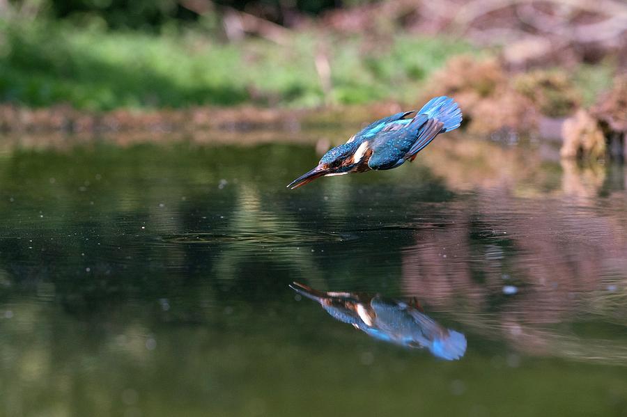 Common Kingfisher Catching A Fish #1 Photograph by Dr P. Marazzi