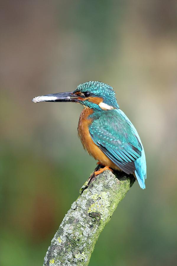 Common Kingfisher Feeding On Fish #1 Photograph by Simon Booth/science Photo Library