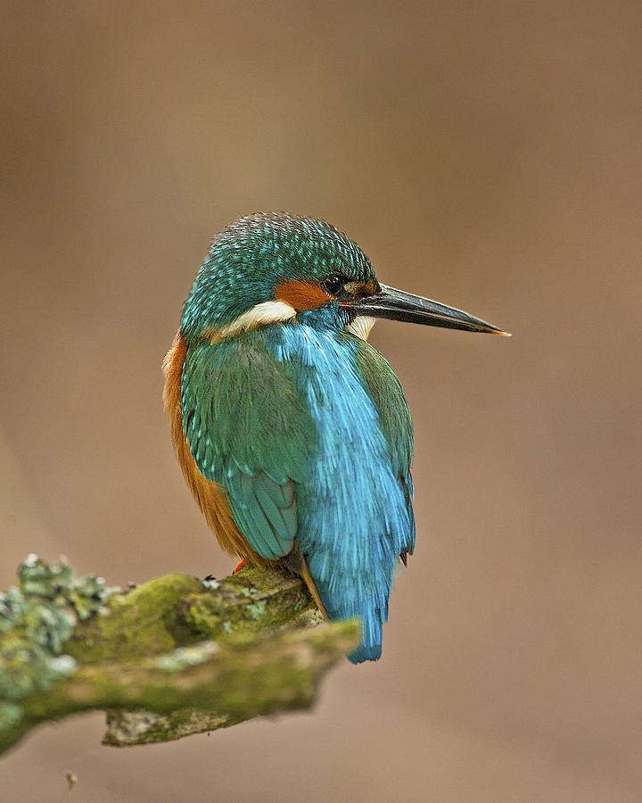 Common Kingfisher #1 Photograph by Paul Scoullar
