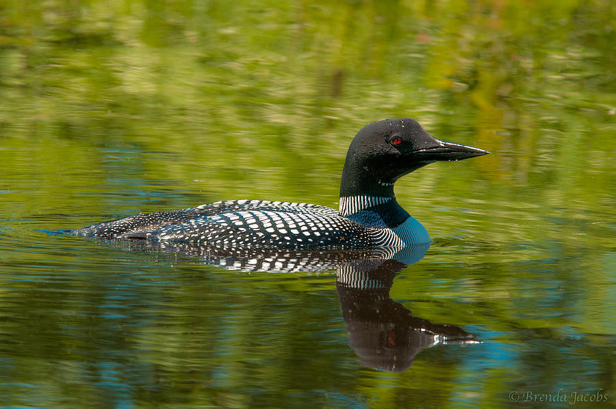 Common Loon #1 Photograph by Brenda Jacobs