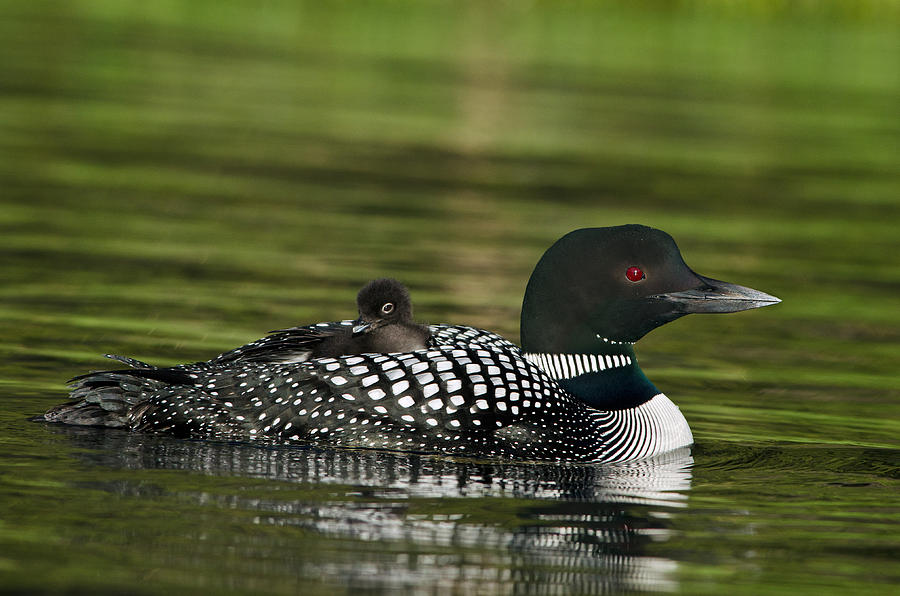 Common Loon Carrying Chick Photograph by Thomas And Pat Leeson - Pixels