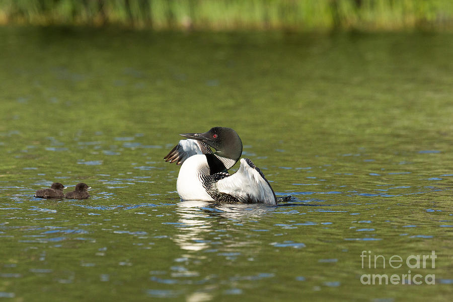 Loon Photograph - Common Loon Gavia Immer With Young #1 by Linda Freshwaters Arndt