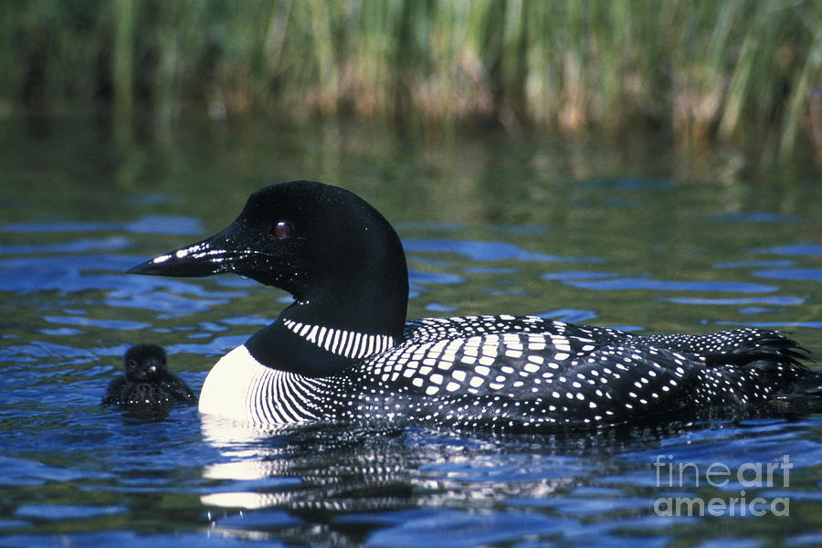 Loon Photograph - Common Loon #1 by Mark Newman