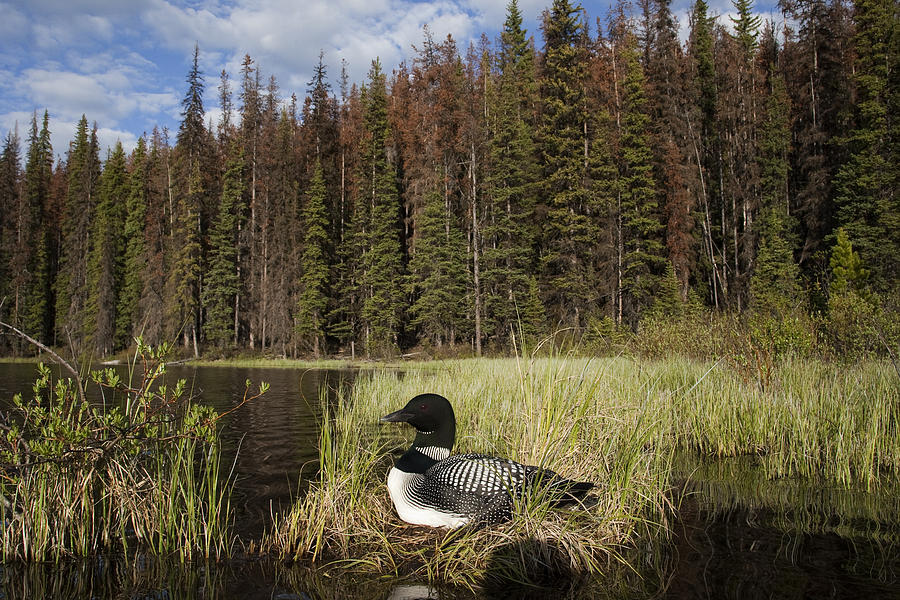 Common Loon Nesting Bc Canada #1 Photograph by Tom Vezo
