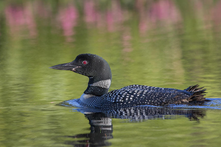 Common Loon Swimming #1 Photograph by Linda Arndt